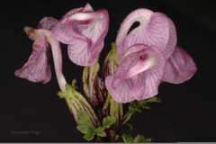 Pedicularis rhinanthoides